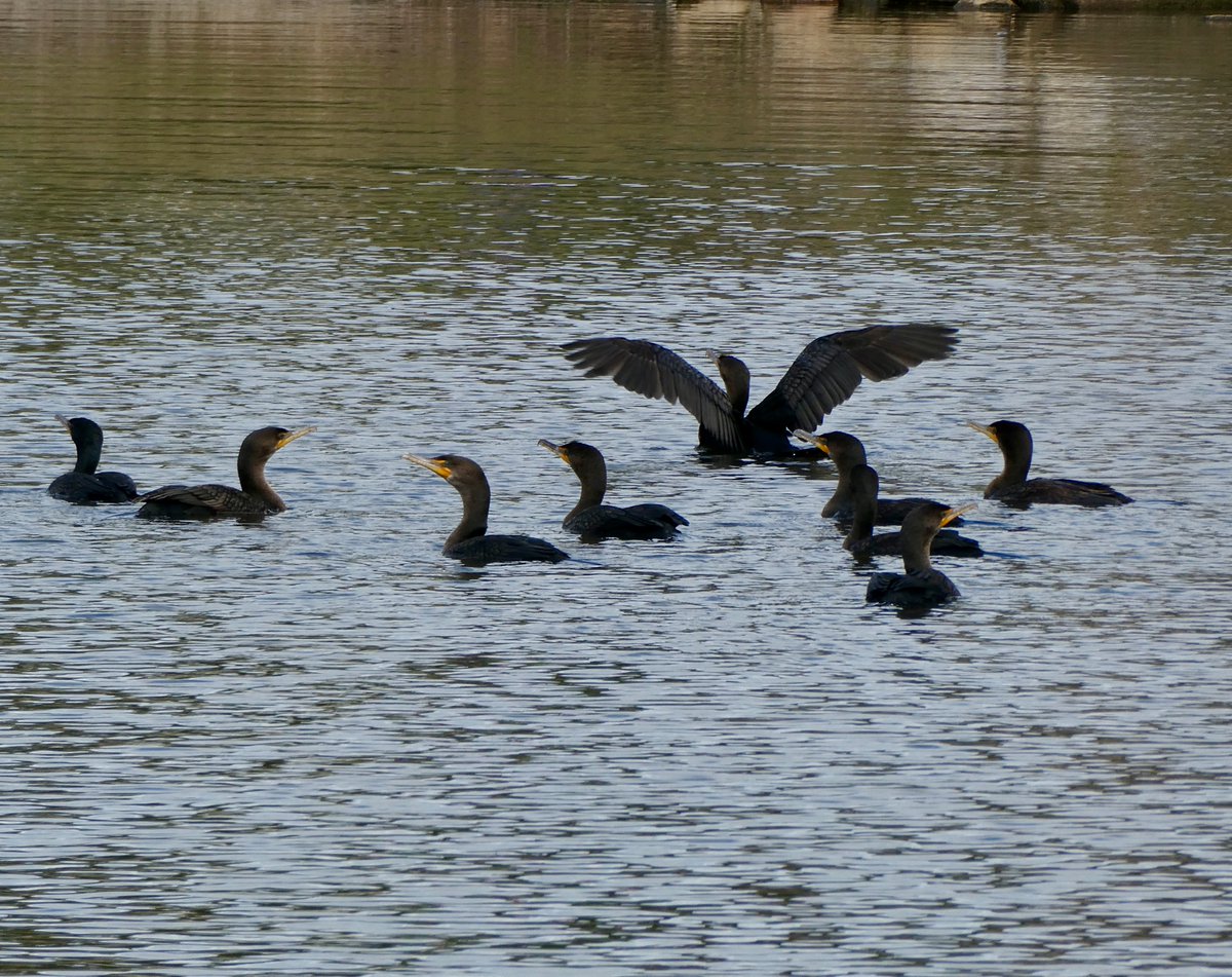Double-crested Cormorants down at the pond.