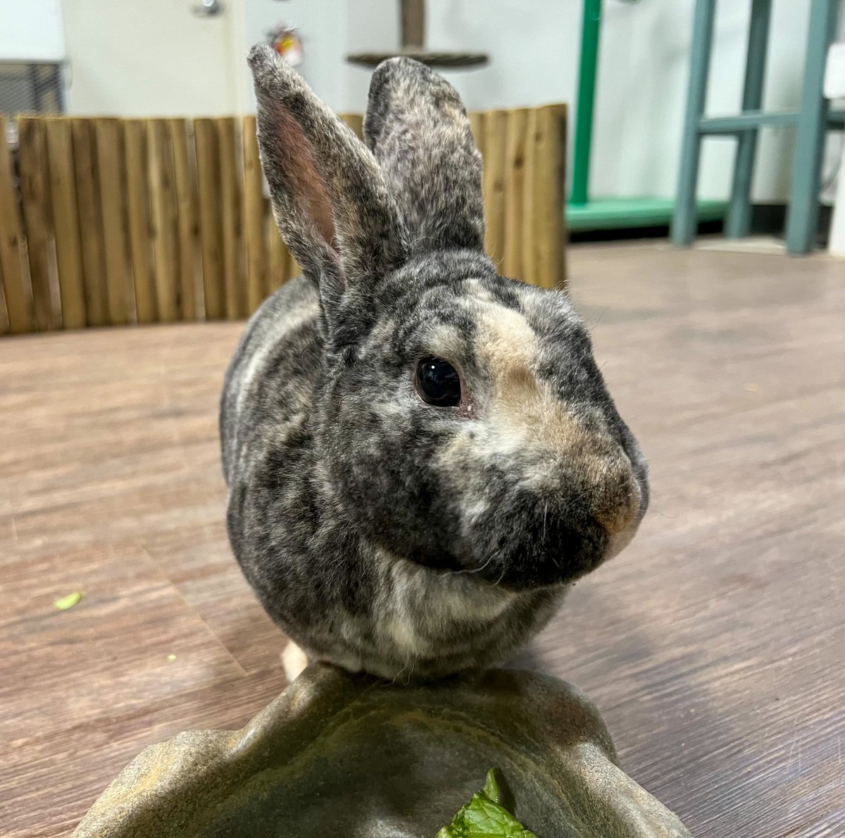 🐇 Hoppy Easter from Ellie the ambassador rabbit and our Zoo family! As a reminder, we’re open regular hours today from 9am to 5pm, with last entry at 4pm.