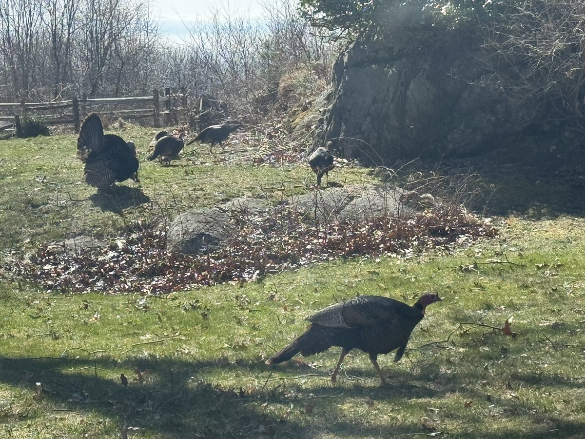 Happy Easter! And today twelve turkeys appear on the lawn. Happy to report there will be no eating of animals in this home today.