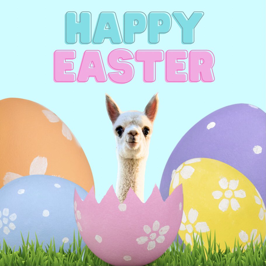 Happy Easter! #elderwoodfarms #elderwood #elwd #alpaca #alpacas #cria #crias #alpacafarm #easter #easteregghunt2024 #easteregg #easterbunny #eastersunday2024 #easterbasket #HeIsRisen #easteregghunt #easterbunnies #Holidays #hoppyeaster #happyeaster #alpacalove #alpacalife