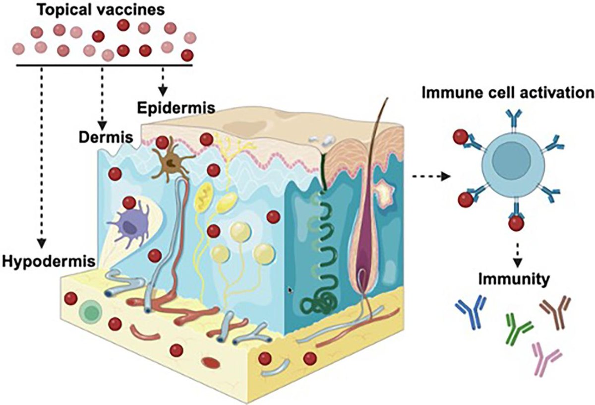 ADDR open access: Clinical Perspective on Topical Vaccination Strategies. By Anna K. Blakney & coworkers @SBME_UBC #vaccine #topical #adjuvant #permeation doi.org/10.1016/j.addr…