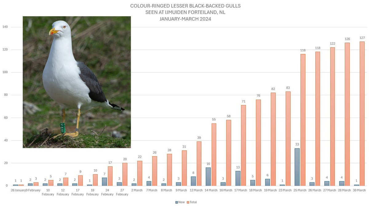 Argentatus's tweet photo. Our colour-ringed Lesser Black-backed #Gulls have been arriving in increasing numbers the last few weeks at the IJmuiden Forteiland colony, NL 🇳🇱. More to come still! Those with a logger can be followed online at https://t.co/pcvhMRlLKa Welcome back! #teamgull https://t.co/ar4TIju5NP