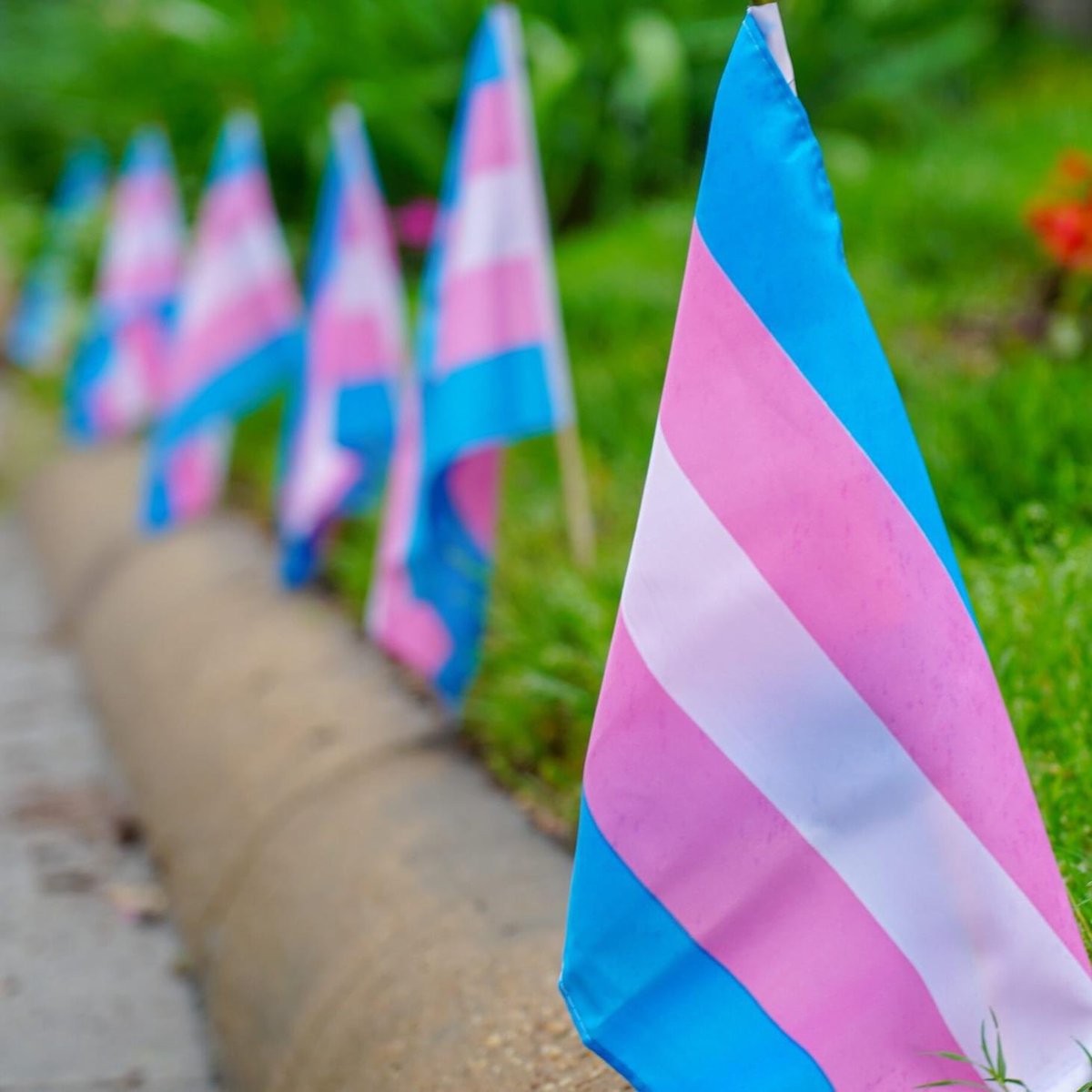 Every year on March 31st, the world celebrates #tdov. We celebrate the lives and contributions of our trans family and community, all while recognizing the work we all have to do in securing their safety and livelihood which is constantly under attack.