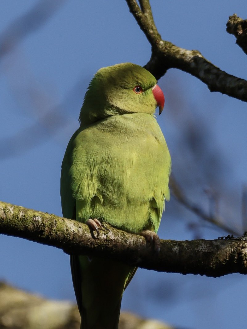 Parakeet enjoying the sun at Moore today 🦜

#moorenaturereserve #Parakeet #moore #canon90d #Sigma150600