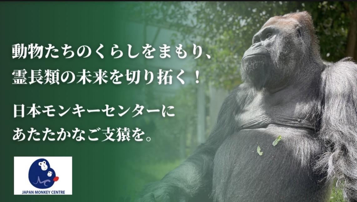 j_monkeycentre's tweet photo. クラウドファンディング、挑戦スタート！

日本モンキーセンターという拠点から、動物たちと人間がともに生きることがで���る未来を、皆様と一緒に切り拓きたい。

皆様からの温かいご支猿をよろしくお願いします！
（CF担当）

https://t.co/h3RSD9YHUV https://t.co/wBzajmLapP