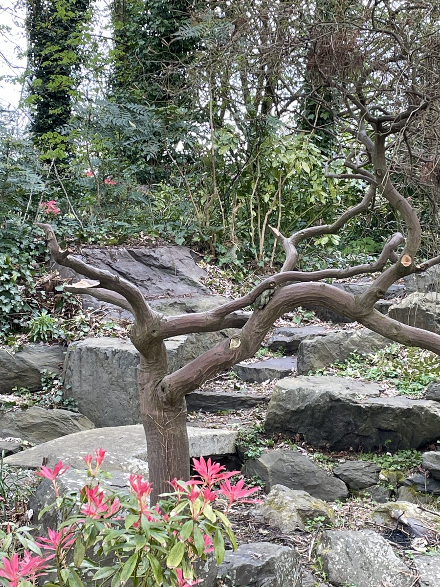 FestivalGardns's tweet image. A couple more photos of the damage to the 40+year old acer in the Japanese Garden. Anyone with expertise who could do some remedial work on the wounds?