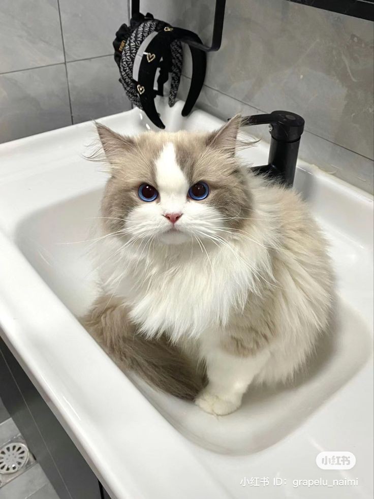 nocontextscats's tweet photo. https://t.co/XGFJD5tJ3N