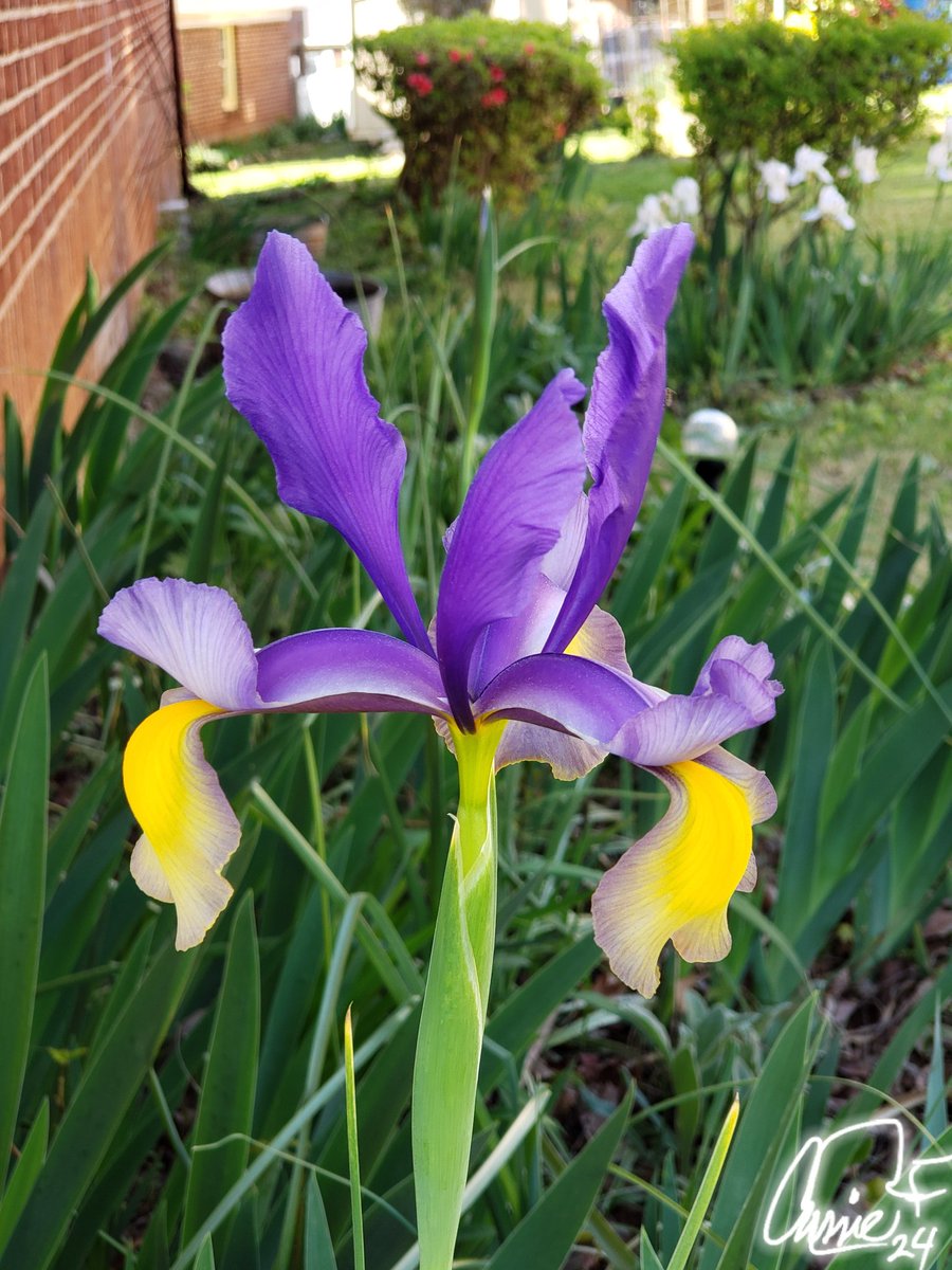 #BackyardBeauties Morning walk thru yard. This years #EasterBlooms mainly white Bearded Iris, Panies, Azaleas, & Dutch Iris. #Iris #NaturePhotography #Pansies #Gardens #DailyBlooms #PetalPusher #Spring #CazFoxMedia #CassieJFoxPhotos #WhimireSC #SumterNatiinalForest