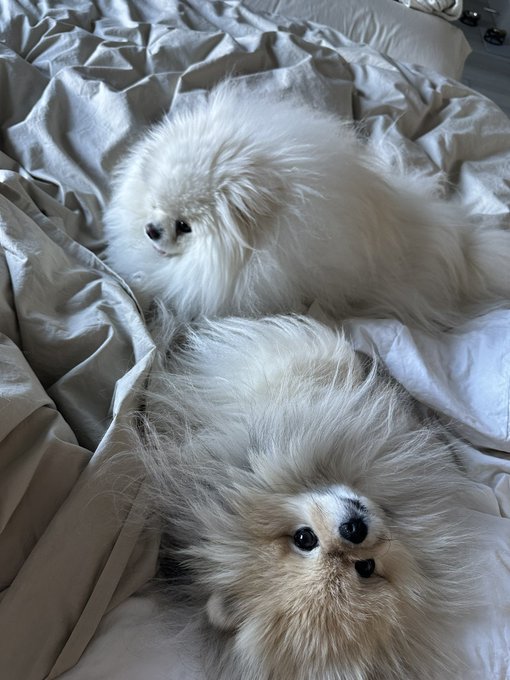 cuddly_bunny