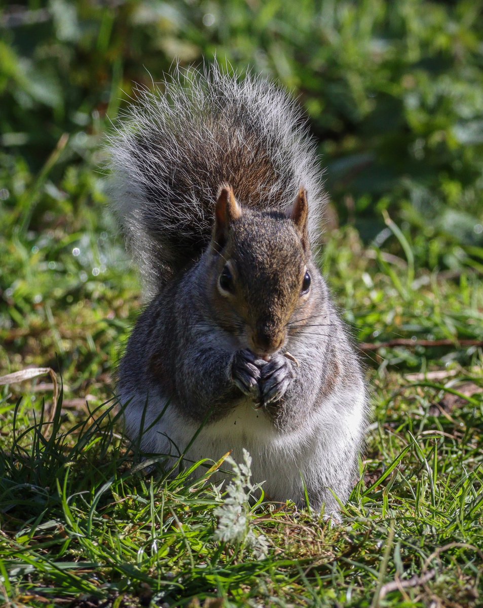 Jabba the nut 🌰 

#squirrel #moorenaturereserve #Canon90D #Sigma150600