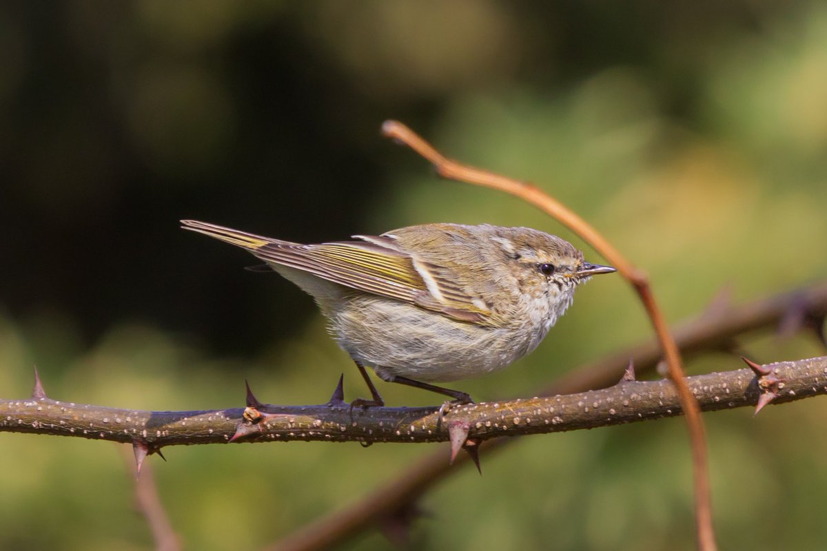 Nadir tür severiz :) -Ak Kaşlı Çıvgın (Phylloscopus humei) -Samsun #hangitür