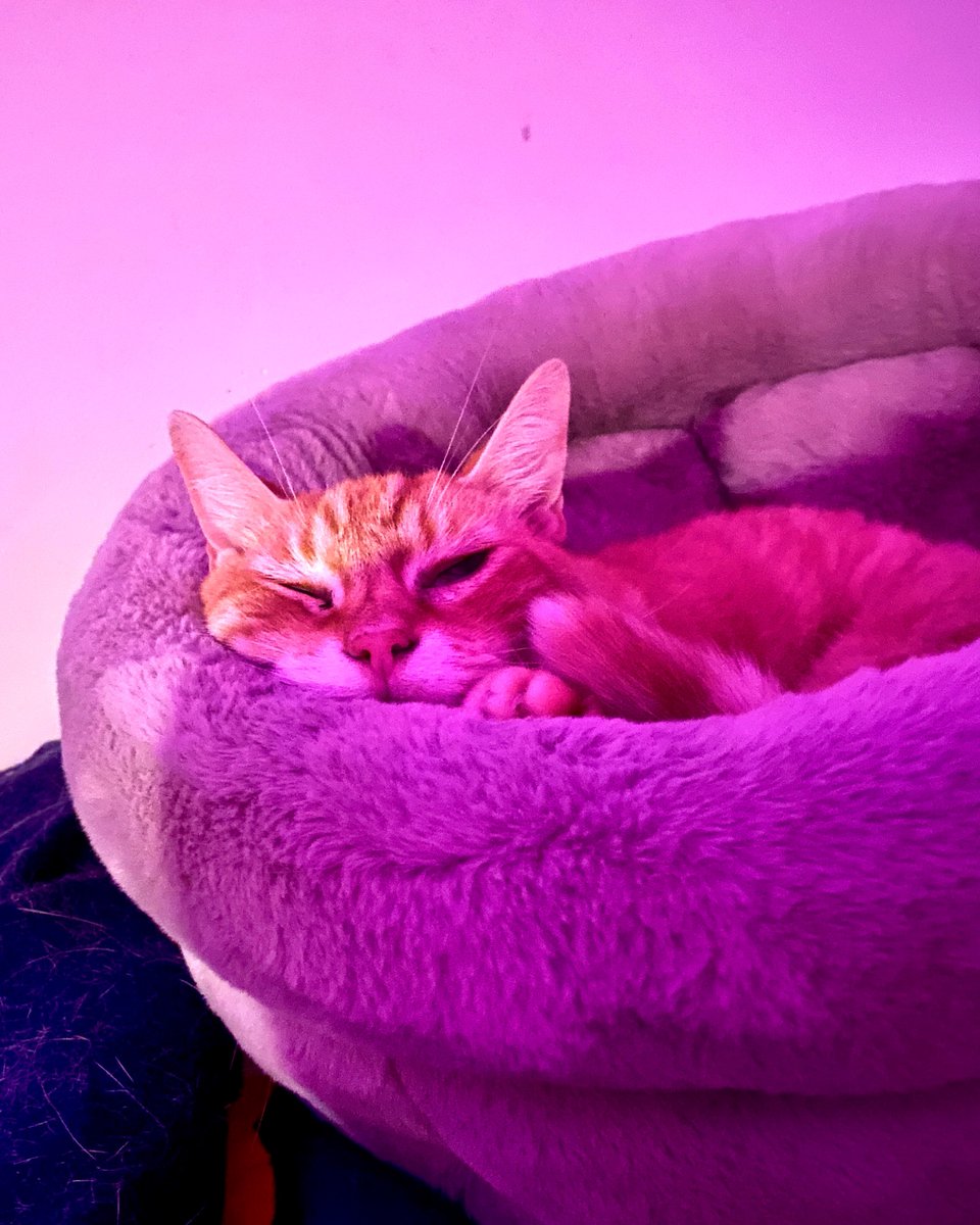 ScreenKitty's tweet photo. I found the Easter Bunny in his basket. https://t.co/grLrzCiwr6