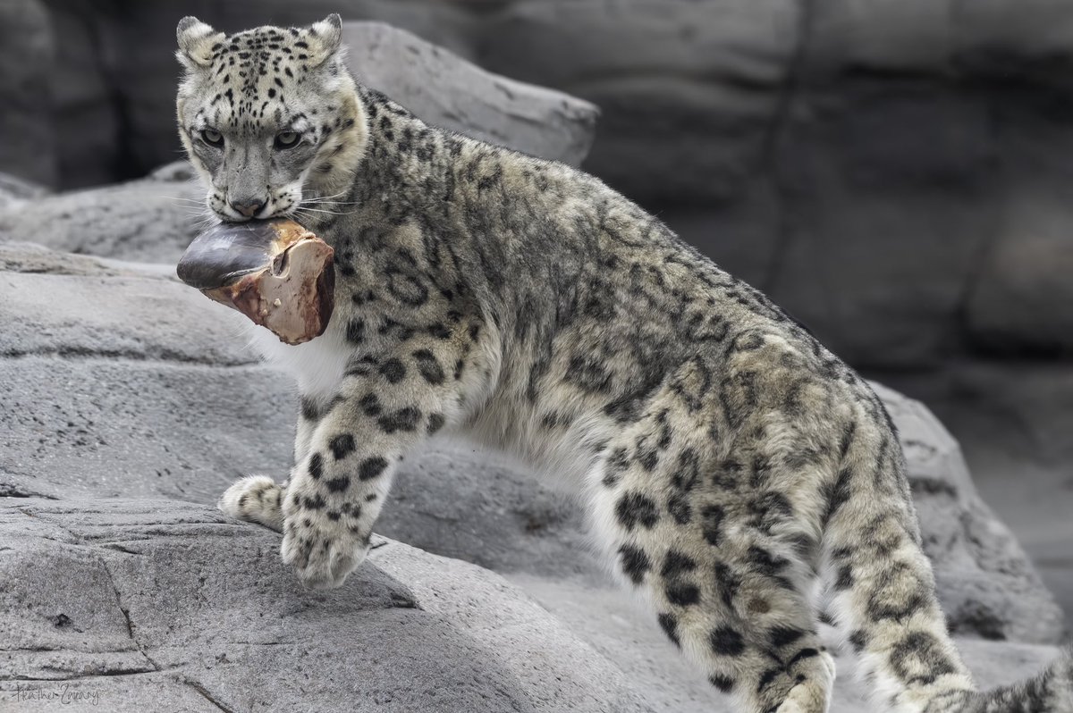 The snow leopard getting his treat. Just missed getting the shot, had to cut off his paw and tail 🤦‍♀️🐆 #theTorontoZoo #Snowleopard