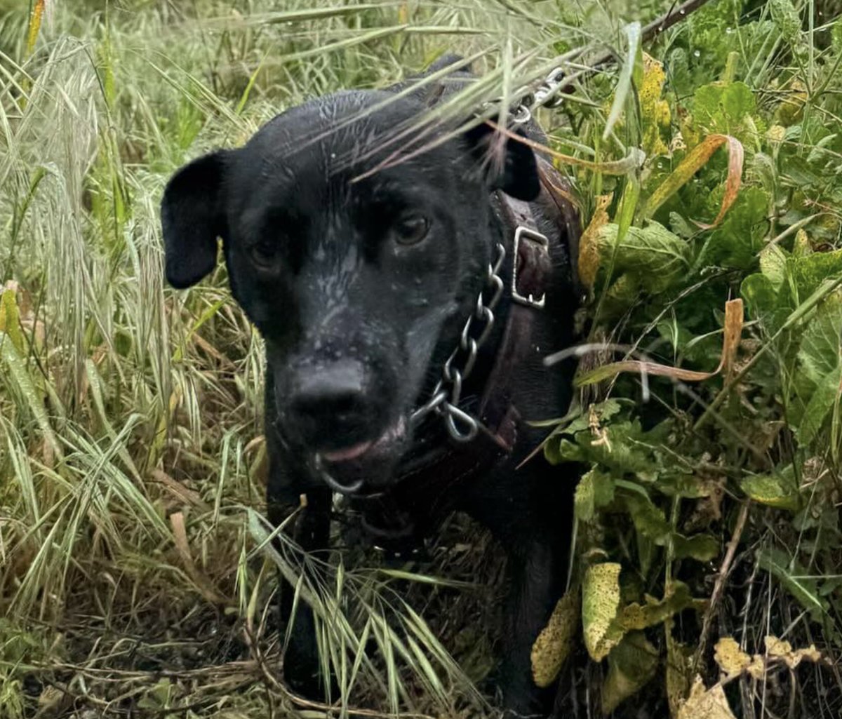 #LASD SEB canine “Olive”, a Patterdale Terrier, and her partner are on the job ready to respond rain or shine to serve the Los Angeles County community.