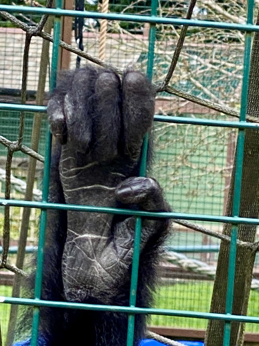 Gibbon hand 🖤 #monkeyhaven #IsleofWight