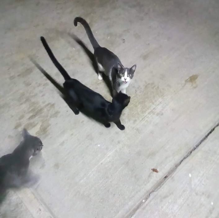JorgeJaime_1's tweet photo. Aquí hay más gatitos sabés con tu apoyo podemos cambiar una vida de un gatito o de un perrito en condicion de calle si gustas apoyarme en mi perfil están mis datos 🐕🐈 y de ❤️ muchas gracias https://t.co/OYDkqZIl7c