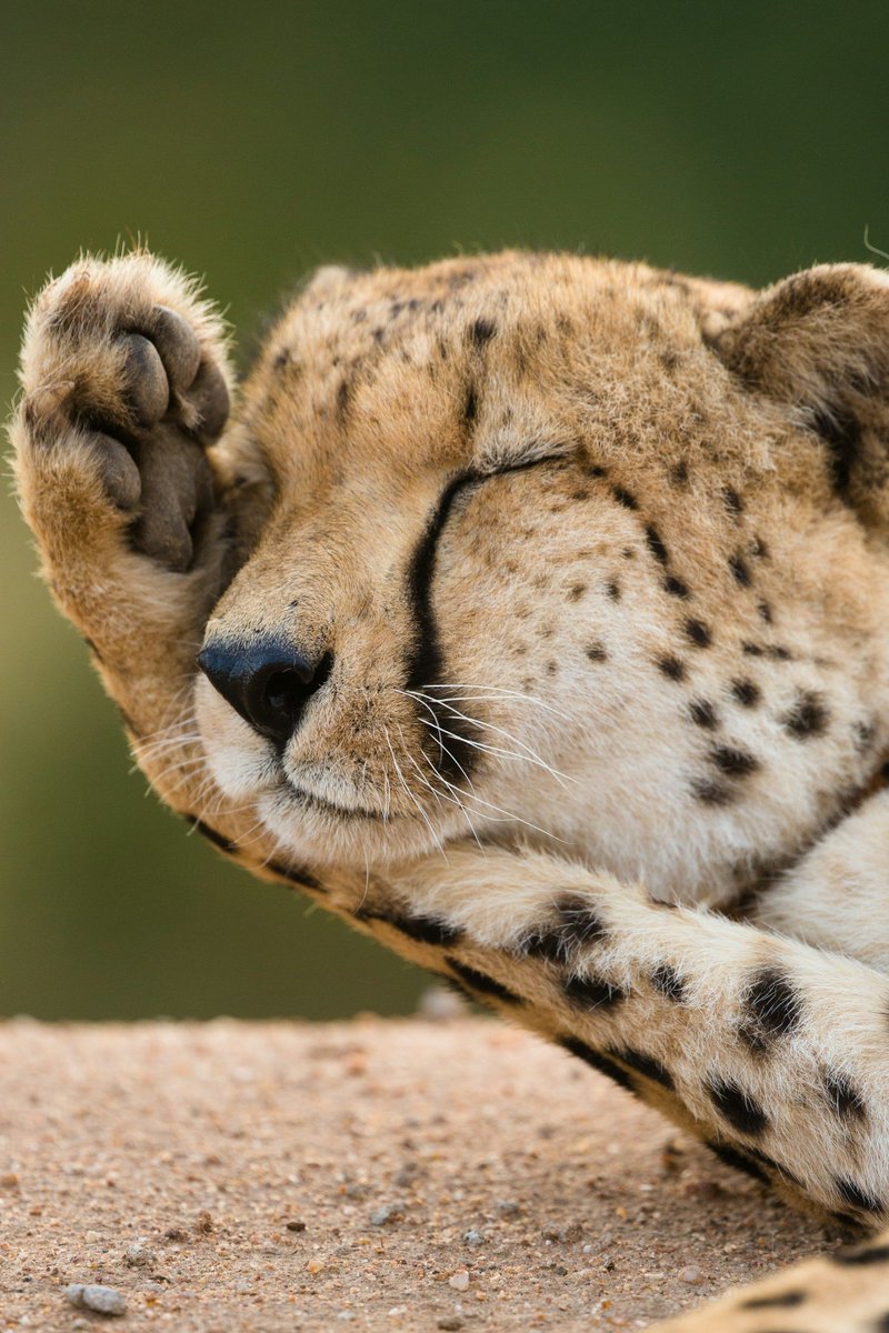 The moment when you realise how much chocolate you have consumed in one day…. #HappyEaster everyone! 🐰 🐣 #ChocolateComa #Cheetah