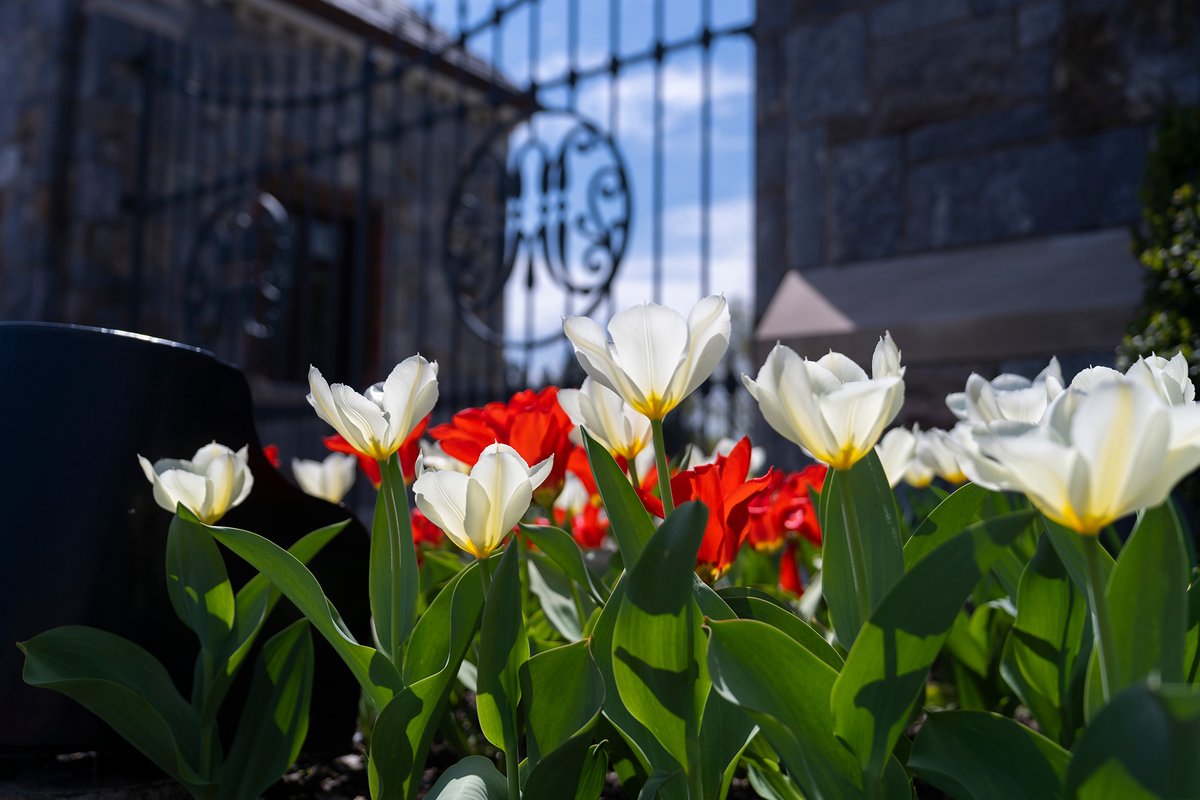 Today, we wish all Christian students, faculty, staff, and friends a Happy Easter!✟🐤 In Christian faith, #EasterSunday is a day to joyfully celebrate the resurrection of Jesus from the dead.