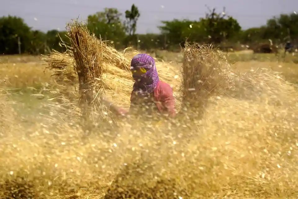 superrhero84's tweet photo. صورة اليوم: 31-3-2024 
حسب موقع ذا قارديان

صورة لمزارعة تحمل حزمًا من محاصيل القمح المحصودة في قرية على مشارف المدينة في ولاية راجاستان في الهند.

#صورة_اليوم #تصوير #طبيعة #تاريخ #ثقافة #حضارة #اخبار #سياحة #سفر #علوم #تقنية #تكنولوجيا #معلومات https://t.co/fdrQmZHsf0