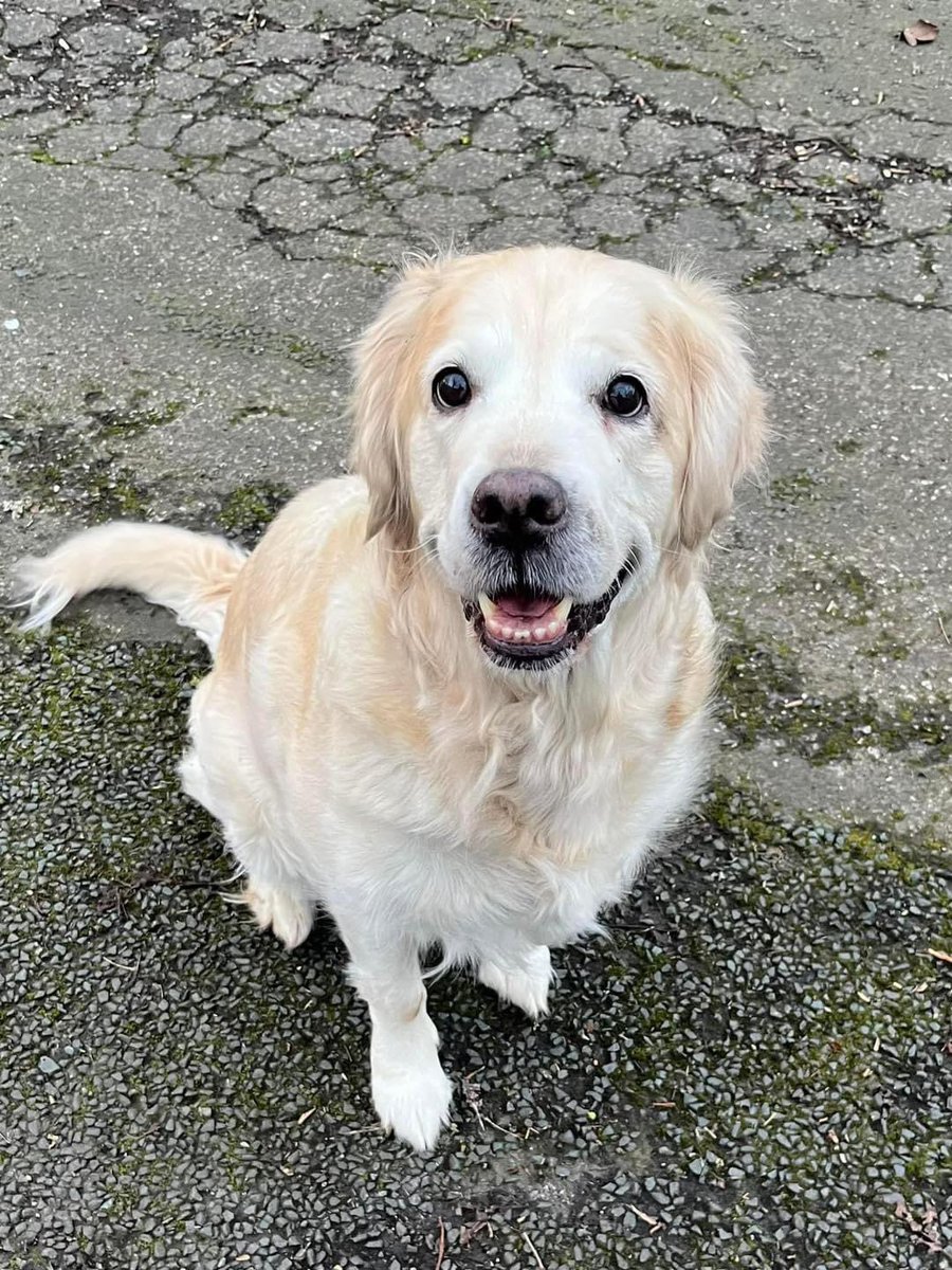 DOG MISSING #CLEADON #SUNDERLAND Angel #GoldenRetriever Last seen being put into a White Qashqai at the Brittania Inn Any info call Jeff on 07709162185 @FCWhitburn @BoldonCleadon @StCuthbertCP @CleadonParish @C_EBLabour @SAFCWomen @SunderlandEcho @JacquiSaid @RachaelB100