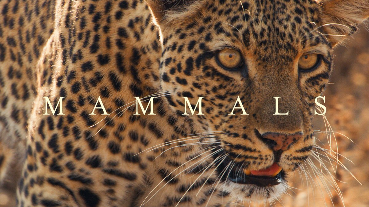 Calling all documentary lovers📣 20 years on from the original 'Life of Mammals' series, Sir #DavidAttenborough narrates #Mammals, a captivating new six-part series exploring their incredible adaptations and homes in the wild. 📺 Starts TONIGHT at 7pm on @BBCOne and @BBCiPlayer