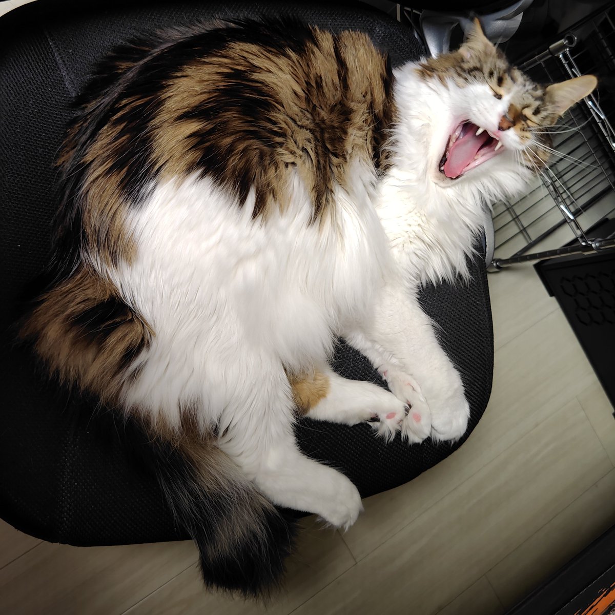 Teo_coon's tweet photo. #これがこうなる選手権 
これこそがメインクーン https://t.co/nK0taUmt7k