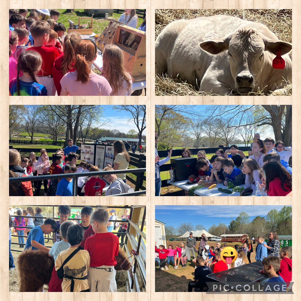 BethSundermeyer's tweet photo. Fun on the farm!! The 3rd graders at CMCSI had the opportunity to enjoy time at the Hall Co. Agribusiness Center. Our favorite part may have been the cows!! 🤎🐄#SundermeyersSuperStudents @CMCSIWarriors https://t.co/VlErwNBU5T