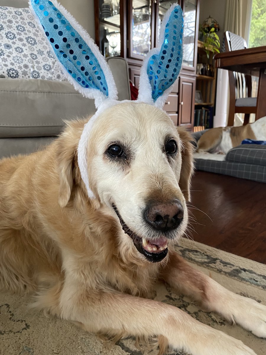 Happy Easter! Turns out we have a rabbit that leaves us chocolate in the yard on a daily basis. Moms says that’s not chocolate. I beg to differ. 😂😳🐰🐣🌸 #easter2024