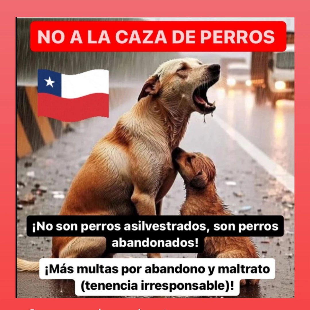 KurochanProAnim's tweet photo. #NOALACAZADEPERROSABANDONADOS https://t.co/iKfmIK6G8C