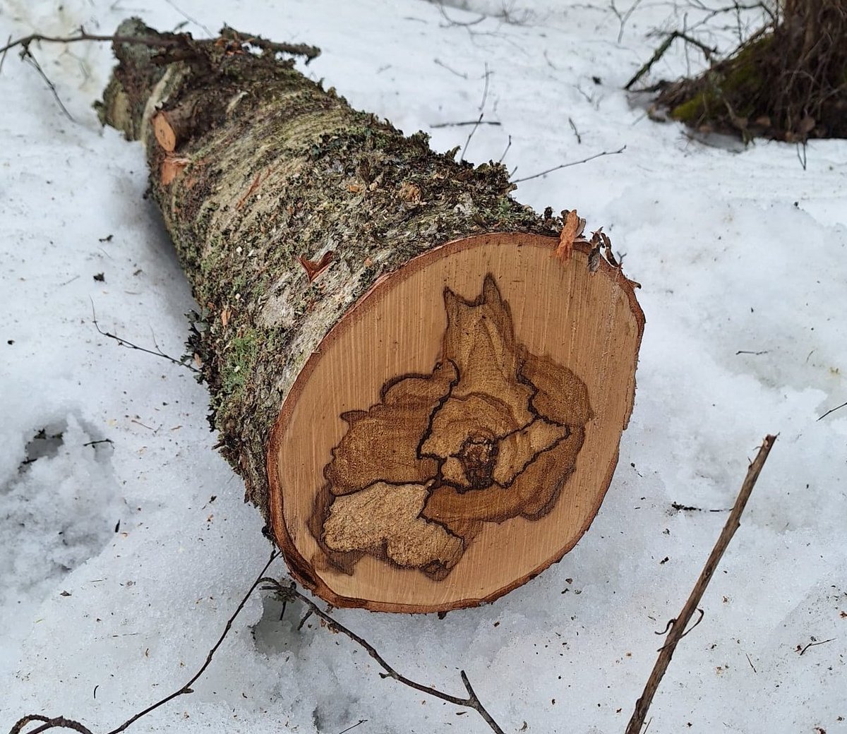 TuomasYleva's tweet image. Menkäähän #ihmiset #metsä:än. On sitten upea ja rentouttava paikka. Tänään meni koko päivä metsähommissa.

Metsän omaa #taide:ttakin nähtiin.