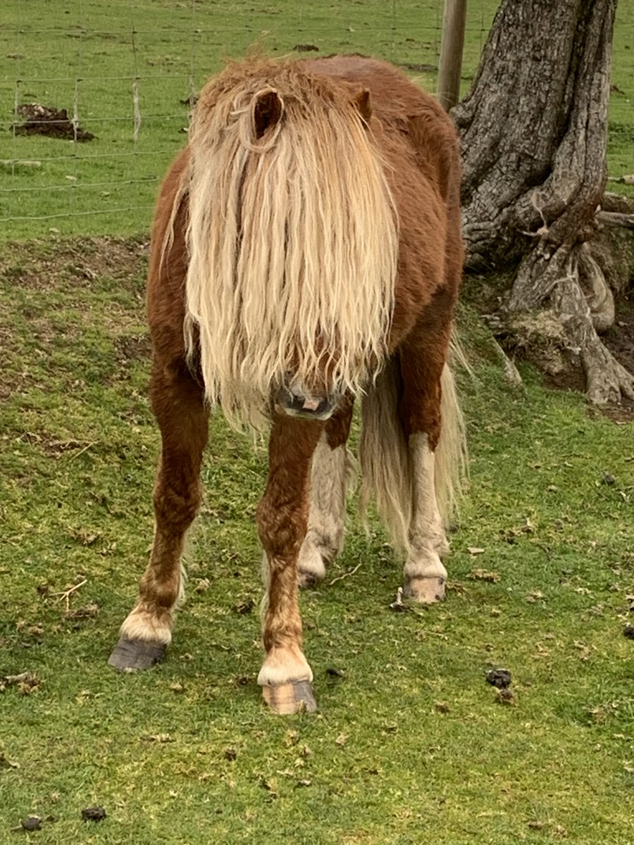 The ponies on the Shropshire Hills have panache, style, and grace! Wishing you all a Happy Healthy Easter 😊