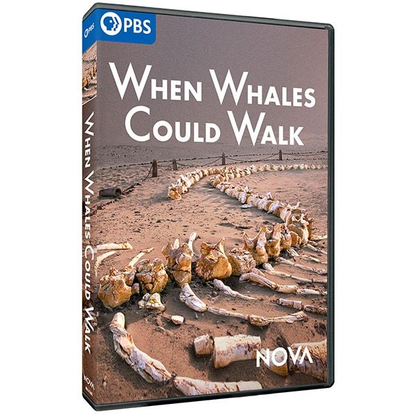 Follow scientists as they search for new clues to the winding evolutionary path of mammals that moved from the land into the sea to become the largest animals on Earth. Shop Now: bit.ly/3TvcIYs #whales #NOVAPBS