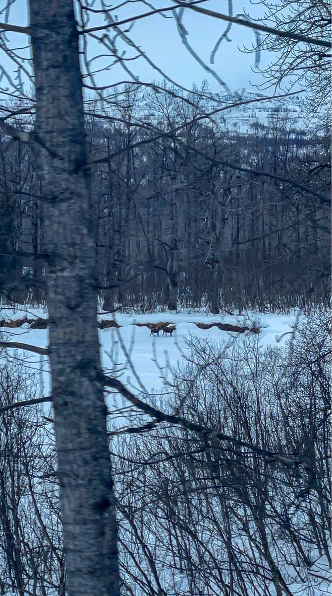 Moose along the frozen Susitna River, from the Alaska Railroad.