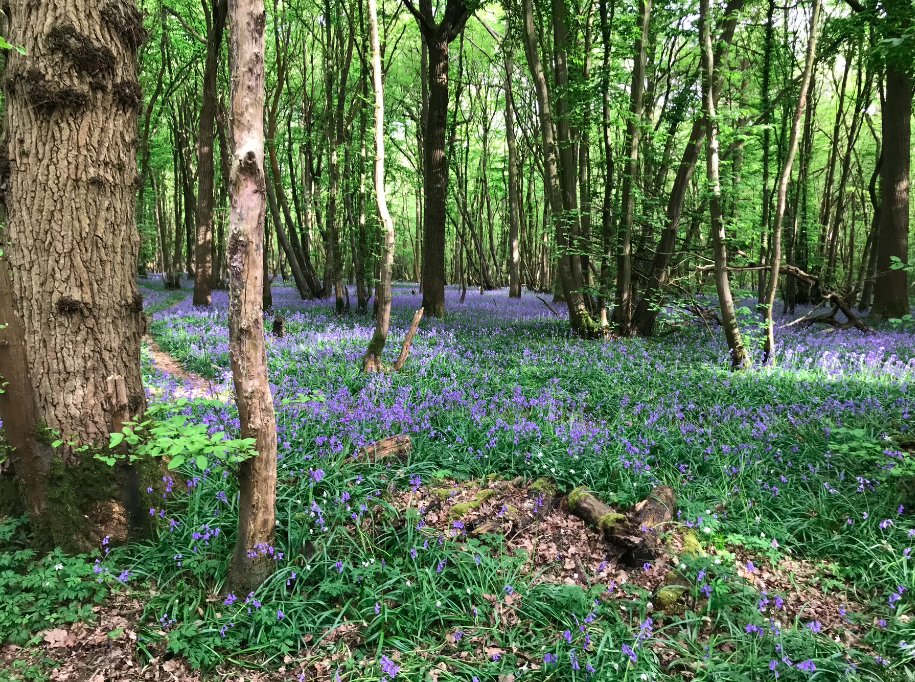 Those Easter Sunday Walks🌳 Where is your favourite place for a weekend walk? #whatsoninkent #visitkent #daysout #familydaysout #thingstodo #Familyevent #KentEvents #visitsoutheastengland #visitengland #visitbritian #kent #countrysidewalk #woodlandwalks