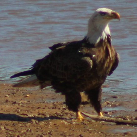 sputterfuss6's tweet photo. #bird #birdtwitter #flight #photograph #eagle #aground https://t.co/gpXJzazxtG