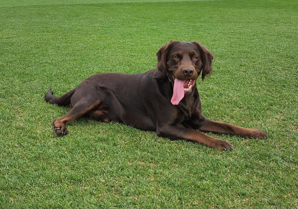JJ_Summerset's tweet photo. Milo is still missing, we’ve decided to offer a CASH REWARD no questions asked to anyone who bring Milo home safely, please share and help us bring Milo home @whatsuptucson https://t.co/WngnpQHCDq