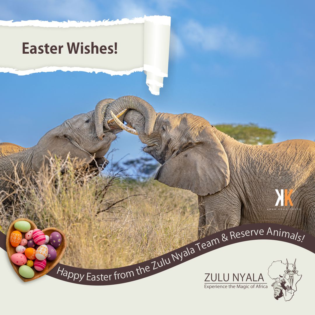 Easter Wishes to all, both near &amp; far!

📷 Kram Kran Photo 

EXPERIENCE THE MAGIC OF AFRICA!
zulunyala.co.za
.
.
.
#zulunyala #Easter #easter2024 #EasterWishes #EasterSunday