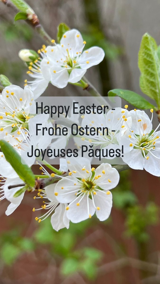 Marita Goga (@gogamusicarts) on Twitter photo 