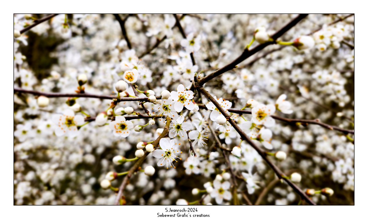 Bonjour Twitter #blossoms #white #flowers #flowerphotography #springflowers #France #Nature #Paysage #NaturePhotography #naturelovers #photooftheday #landscapephotography #gardenlovers #TwitterNatureCommunity #ePHOTOzine #fleurs #photography #Naturebeauty