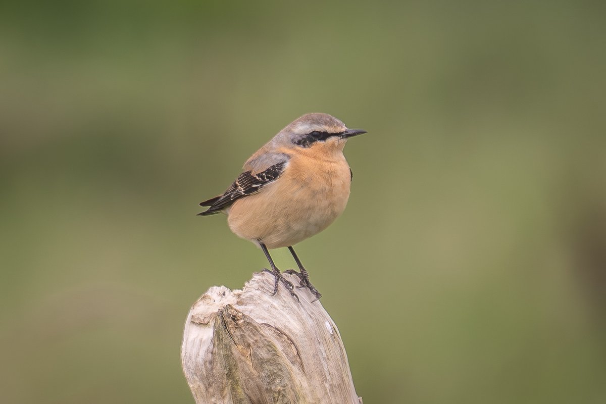 Must be spring - a Northern wheatear at Aust Warth, Severn Estuary. However, it didn't feel like it in the northerly wind. @bristolbirding