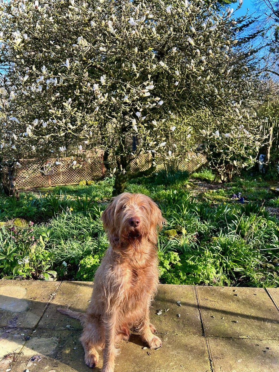 Sundays are for admiration ~ The Magnolia tree in the garden is blossoming beautifully & of course the wee pup looking lovely too! 🌿🪴🐾 #magnolia #GardenersWorld #gardening #GardeningTwitter #Spring #sundayvibes #Scotland