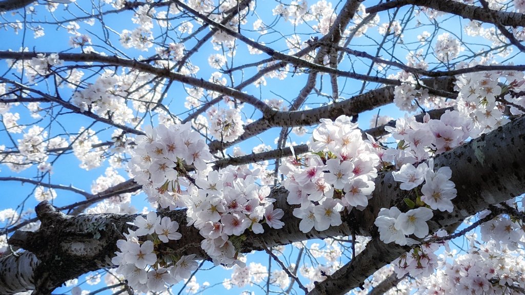 「4月に入り、近畿各地で桜の開花が始まりました。神戸市も明日4月2日開花の予想です」|線画(17/40)のイラスト