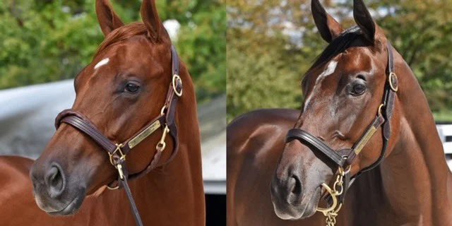 After a hat trick yesterday, we’re gonna try to pull a couple rabbits out of our bag on Easter Sunday w pair of #EclipseFillies @GulfstreamPark, both w @iradortiz up: Worship in the 4th at 2:37ET for @markecasse & in the 11th 6:20ET Braid debuts for @PletcherRacing #BelieveBig