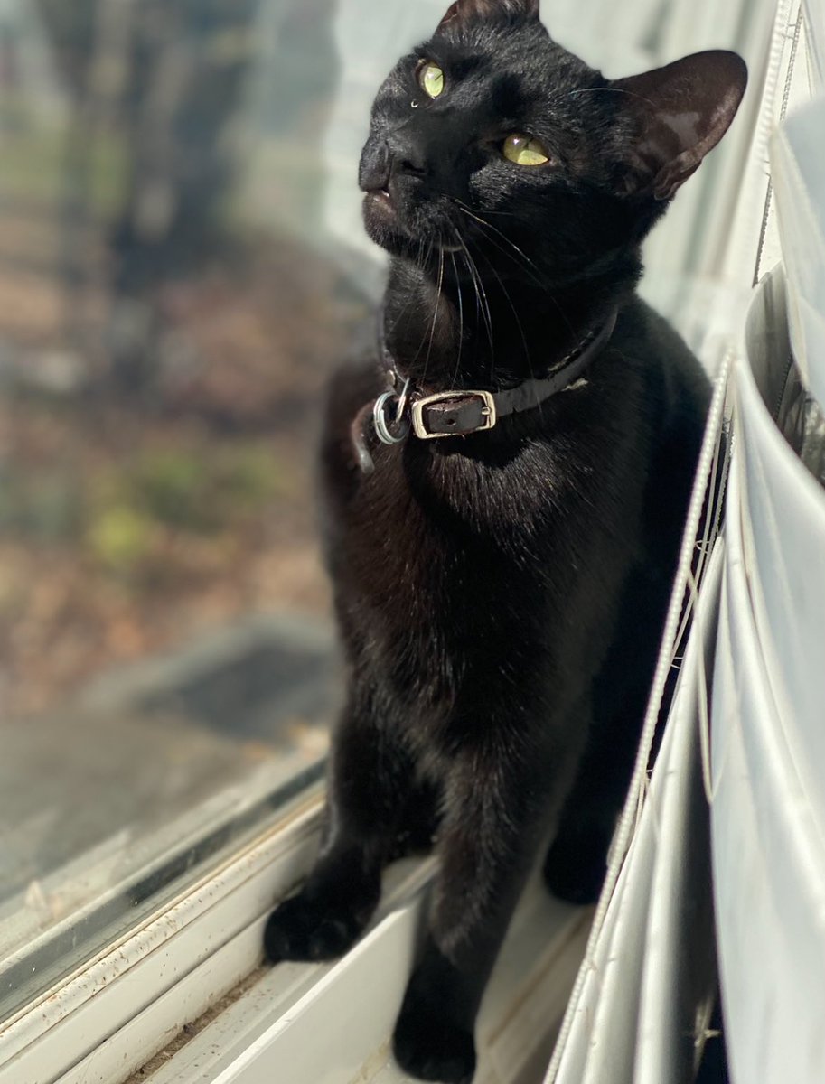 Ray Loux tweet media