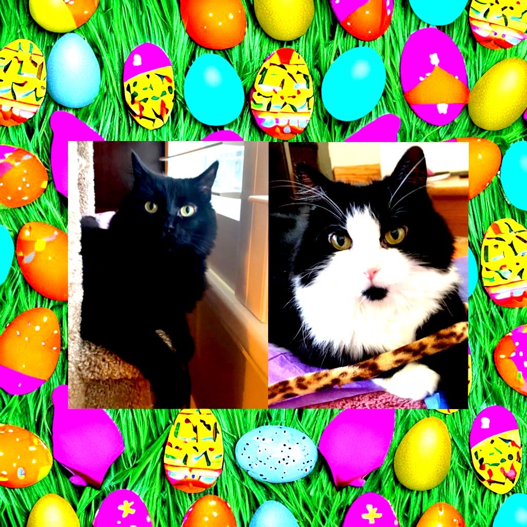 🐣🐇Happy Easter Day!🐣🐇 
      🍒🌸Happy Spring Day!🍒🌸
       💛☺️You are all EGG-STRA
                 special to us in every-
                  way!💛☺️
           🖤🤍~Sally & 🖤~Sabrina

#EasterCats #CatsOfTwitter #CatsOfX# #CatsAreFamily #AdoptDon’tShop #Cats