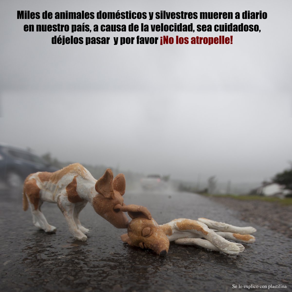 altereddie's tweet photo. ¡No los atropelle! https://t.co/5wzx5rhK1T