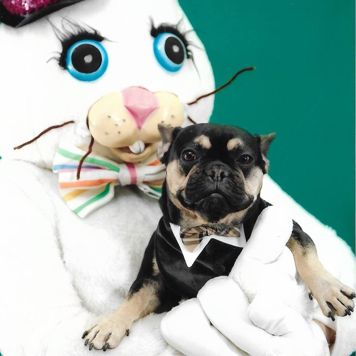 Hoppy Eastfur Everypawdy! #easter2024 #EasterBunny #dogsofx #frenchbulldog