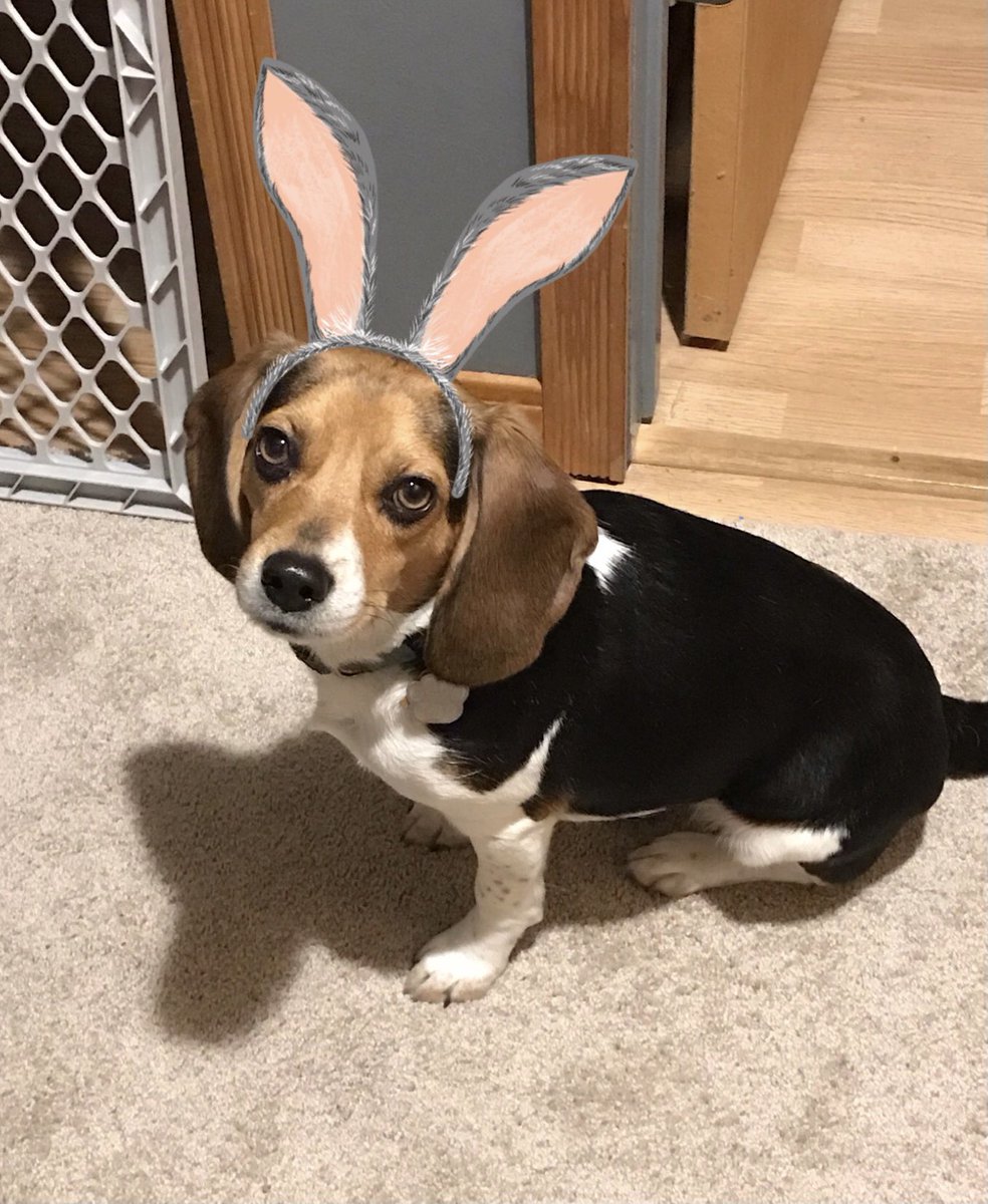 Happy Easter from the bunny beagle! 🌷🐰🐶 #HappEaster #EasterBunny #beagle #dogsoftwitter #dogcommunity #sundayvibes #bunny #cute