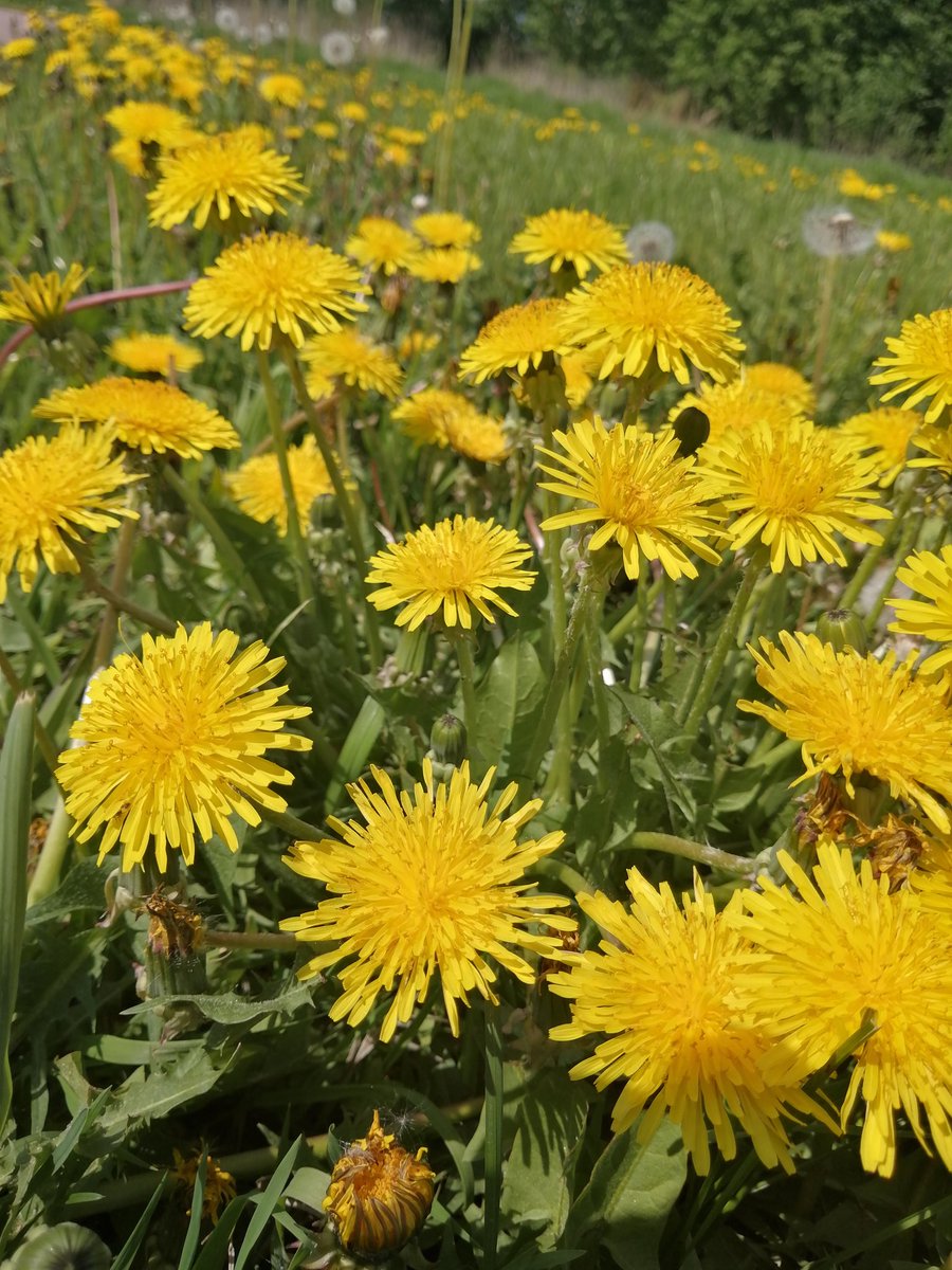 Happy Easter 🐣💕 youtube.com/@victoriaart99 T.me/cutecatsanddog Instagram.com/photosnature_v… #Easter #easter2024 #happy #HappyEaster #FLOWER #TwitterNatureCommunity #NatureBeauty #naturelovers #VictoriaDay #YELLOW