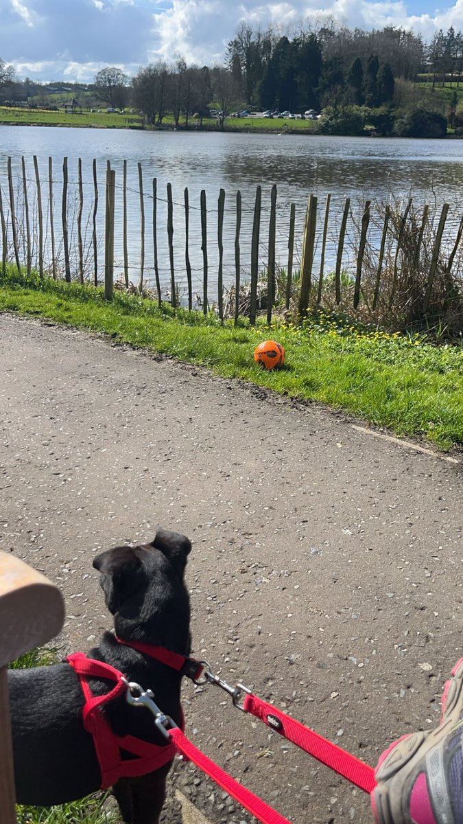 Easter Walks trying to soak up the ☀️🐣 #patterdaleterrier #easter2024 #dungannonpark